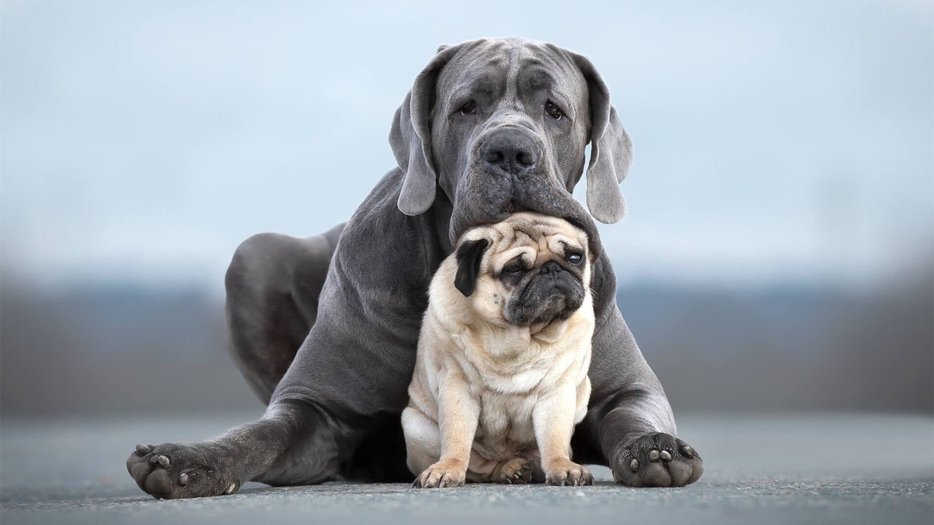 九游娱乐(jiuyou)官方网站-乡村传统舞狮比赛，文化的节奏与运动的激情