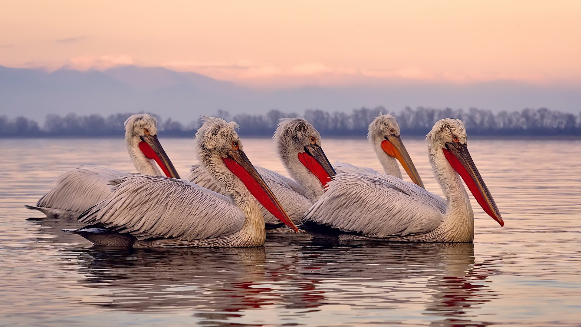 乡村传统舞狮比赛,文化的节奏与运动的激情