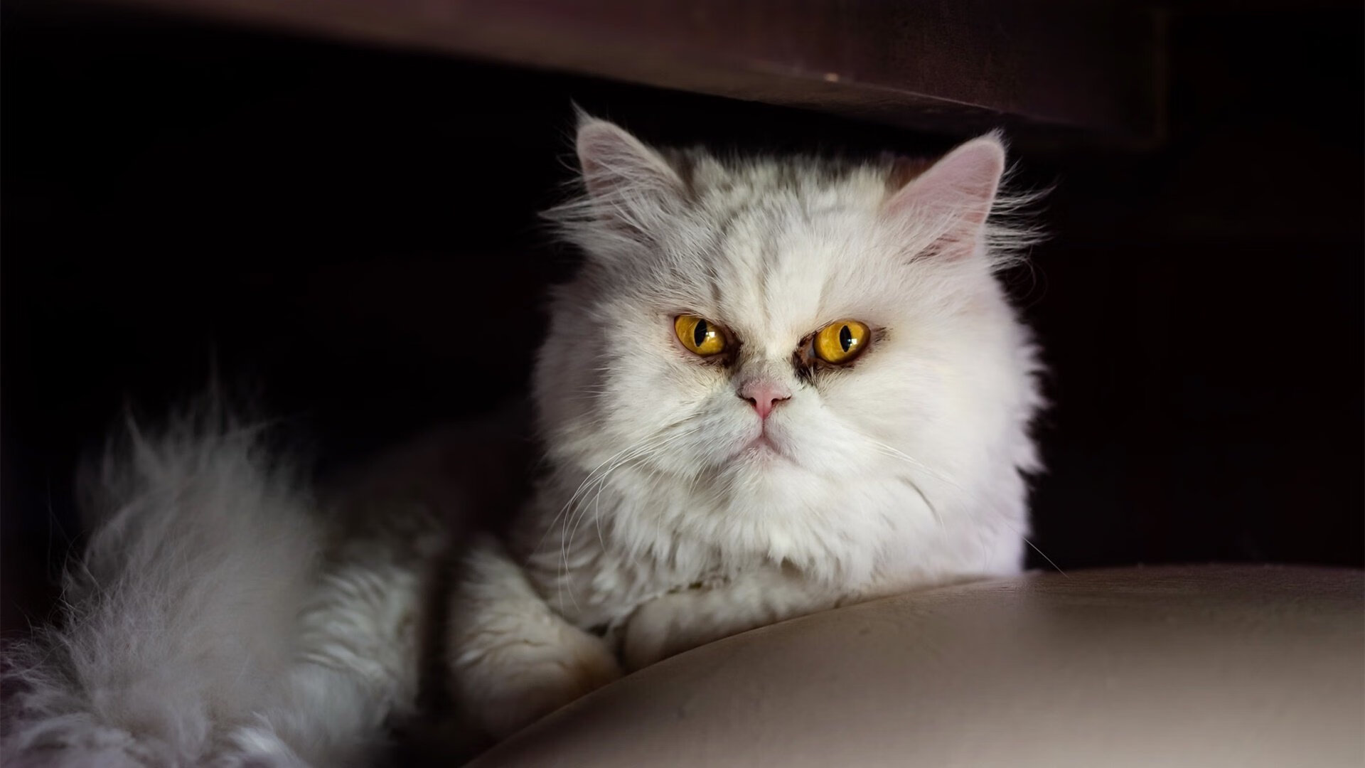 九游app官网下载-战绩波动背后：深度解析球队变化原因，球队现状