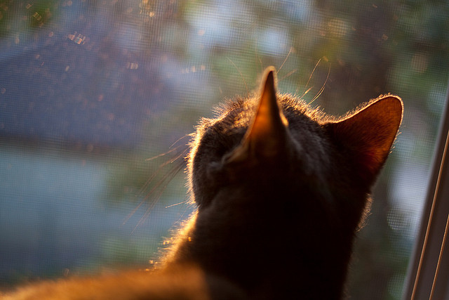 九游官网下载电脑版-荒野行动“全民突围”线上线下同步进行，精彩不容错过，荒野行动线下比赛视频