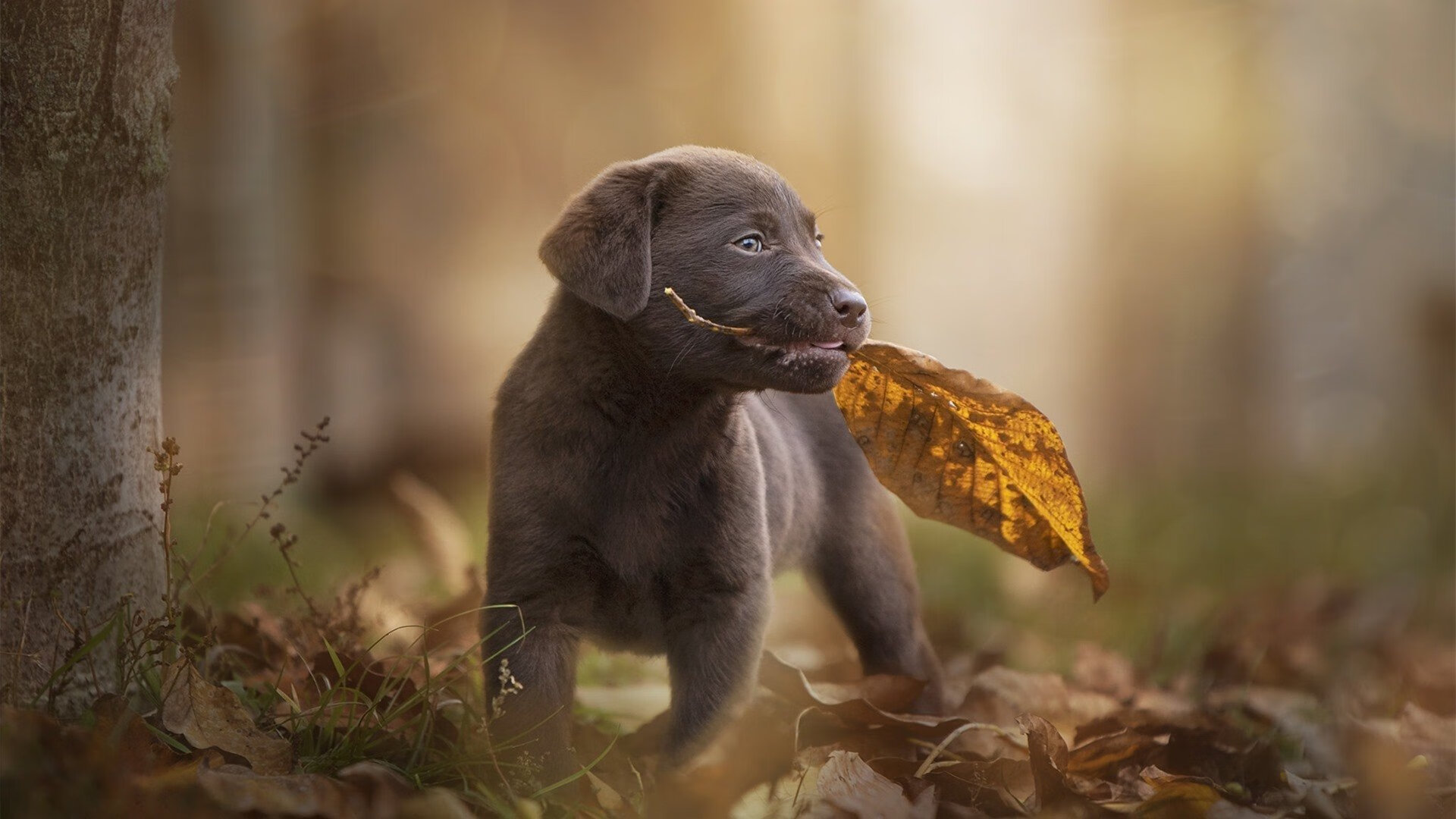 九游娱乐官网 (jiuyou)-列支敦士登主场取胜，队员士气高涨，列支敦士登足球水平