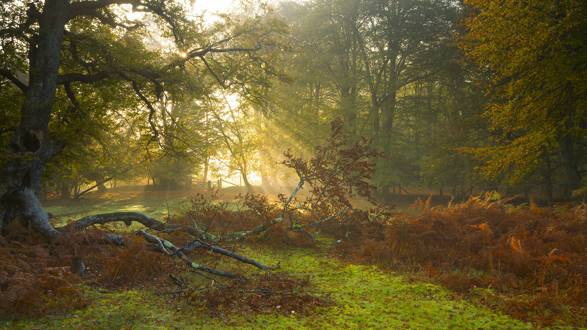 九游游戏中心官网-女足世界杯精彩进球回顾，女足足球世界杯