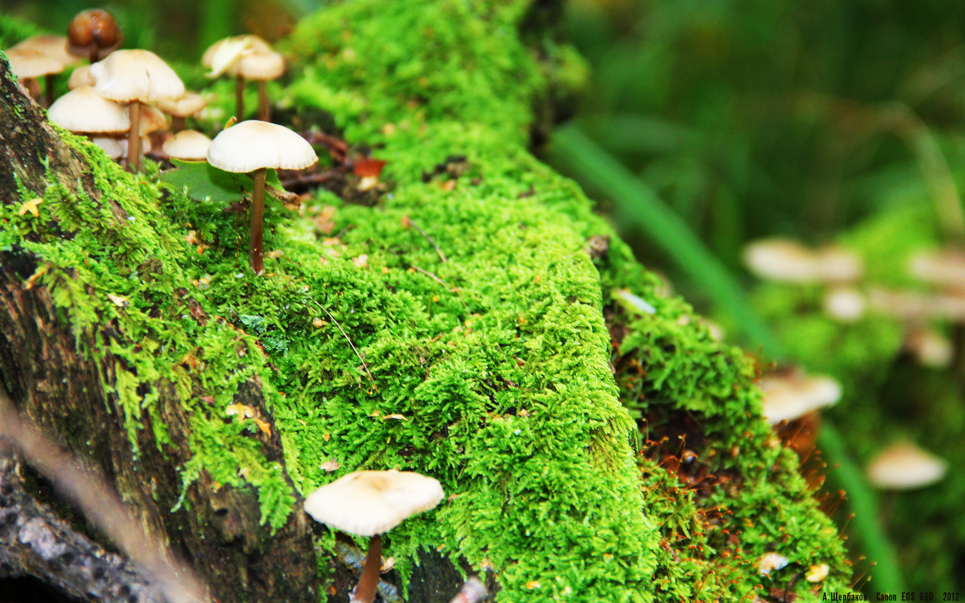 JIUYOU GAMING-体育赛事数字化管理系统，csi中国体育2021数字创新大赛