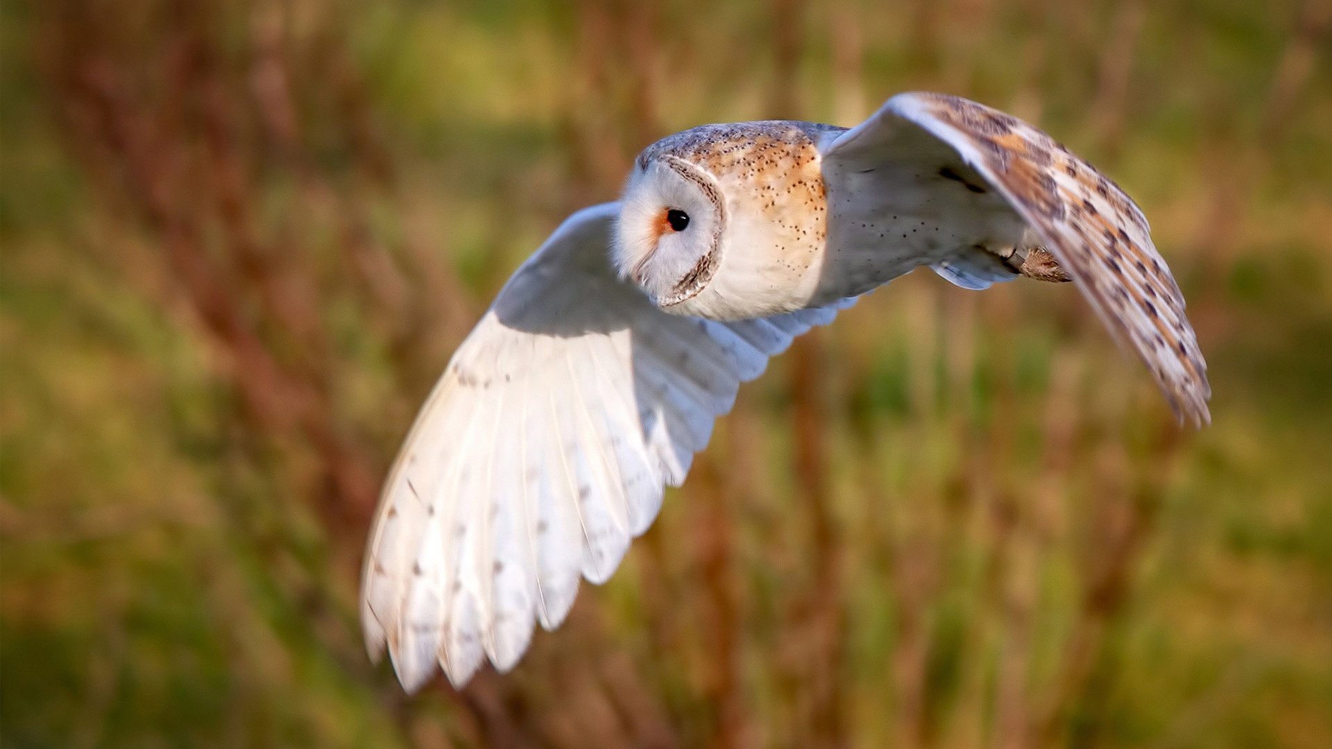 九游下载安装-特色足球文化节创新体验项目丰富，吸引大量游客，足球文化节活动