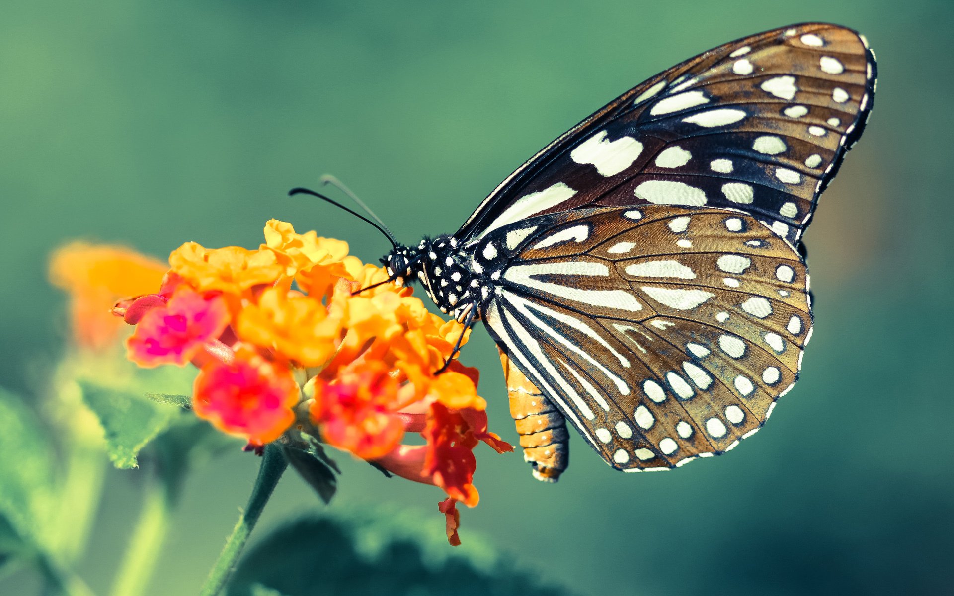 九游游戏中心-西甲破门瞬间：极速突击带来经典一幕，西甲门将破门