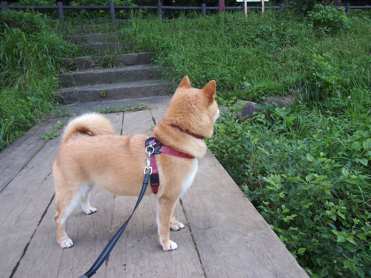 九游下载安装-青少年足球培训课程逐步实现线上线下融合，培训方式更灵活便捷